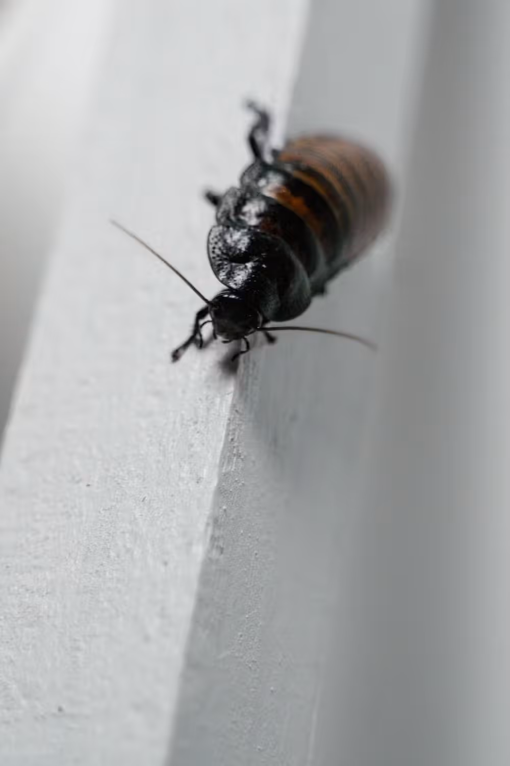 Une blatte ou un cafard
